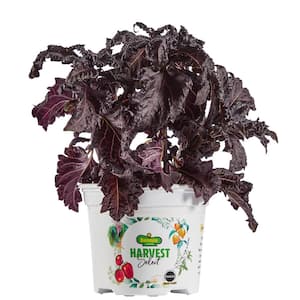 25 oz. Purple Ruffles Basil Plant