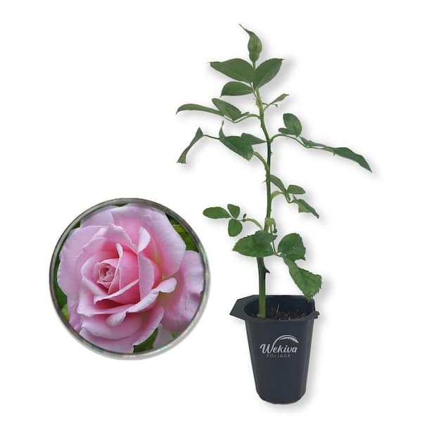Belinda's Dream Rose Bush-10 Live Starter Plants in 4 in. Pots-Beautifully Fragrant Rose from Florida-A Versatile
