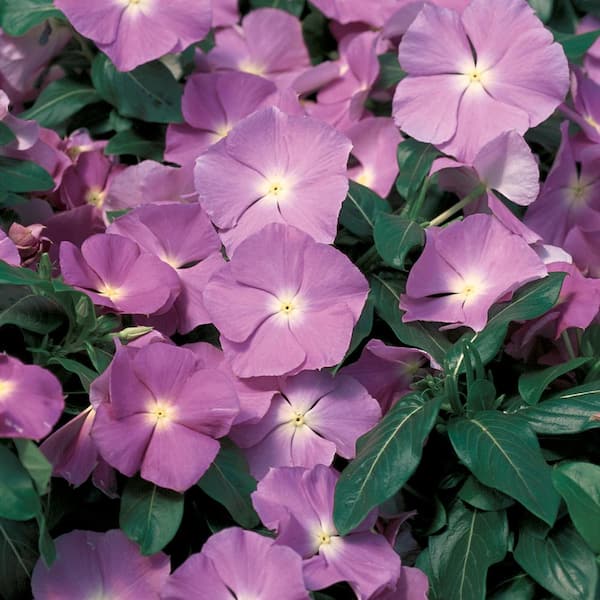 1.88-pint Lavender Periwinkle Plant (8-pack) 29400 - The Home Depot