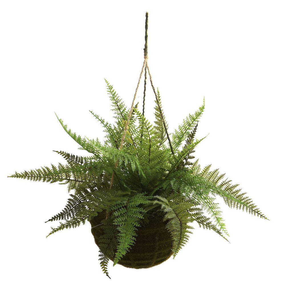 Evergreen Fern Duo in Mossy Plastic Hanging Baskets for Indoor/Outdoor