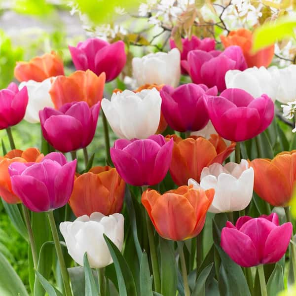 Garden State Bulb 12/+ cm, Coffee and Donut Mix Triumph Tulip Flower Bulbs (Bag of 50)