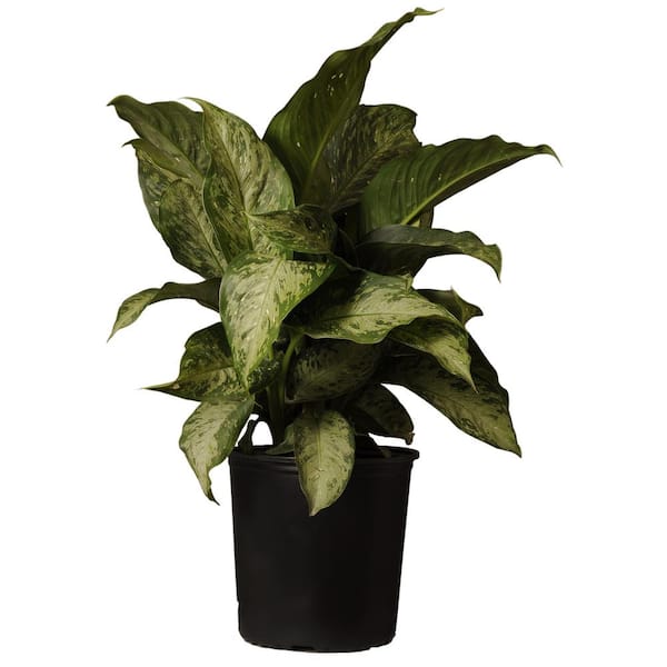 United Nursery 24 In 26 In Tall Dumb Cane Dieffenbachia Plant Indoor Houseplant In 9 25 In Grower 01752 The Home Depot