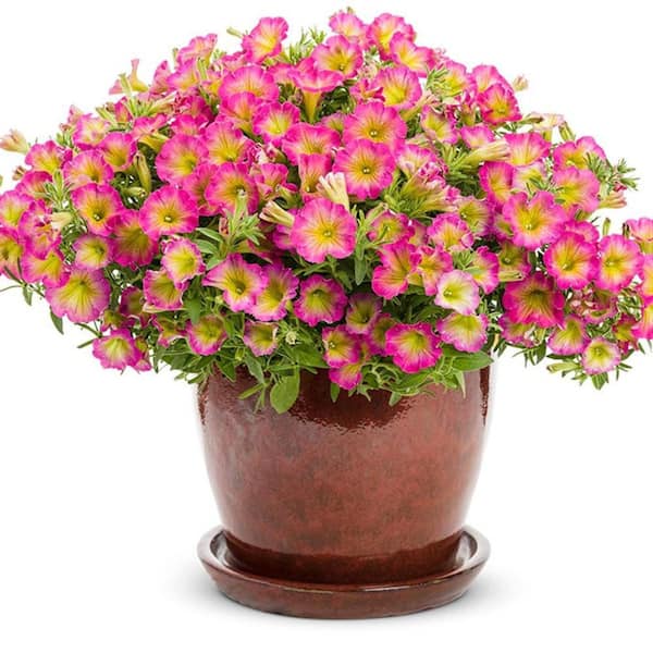 Proven Winners 4.25 in. Eco+ Grande Supertunia Daybreak Charm
