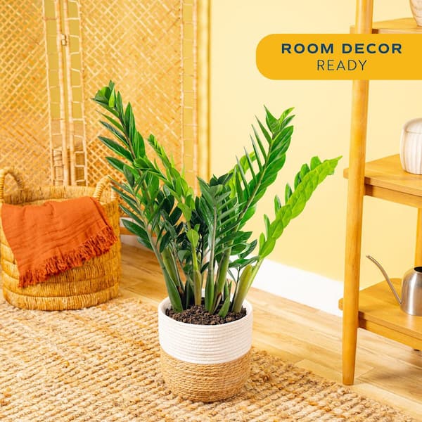 Costa Farms Zamioculcas Zamiifolia ZZ Indoor Plant in 10 in. Decor