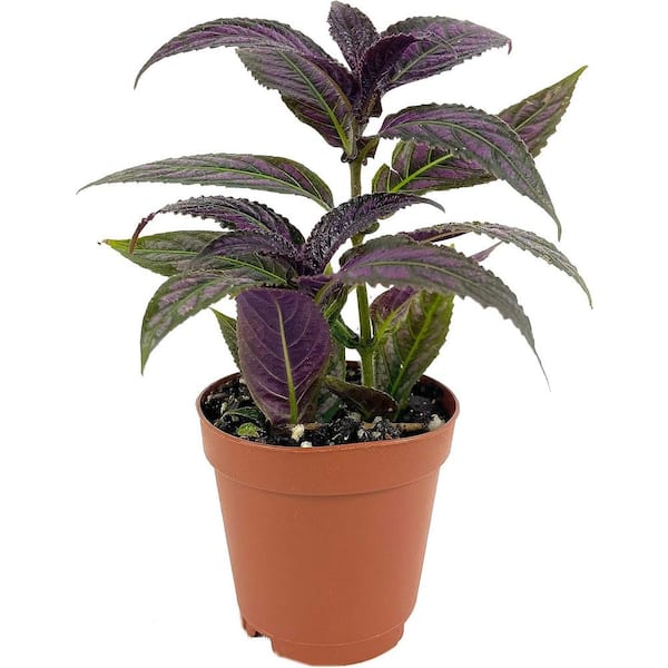 Wekiva Foliage 2 in. Persian Shield Plant - 3 Live Starter Plants - Strobilanthes Dyerianus - Rare Indoor Outdoor Houseplant in Pots