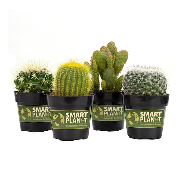 SMART PLANET 2.5 in. Cactus with Faux Flower Plant Collection (4