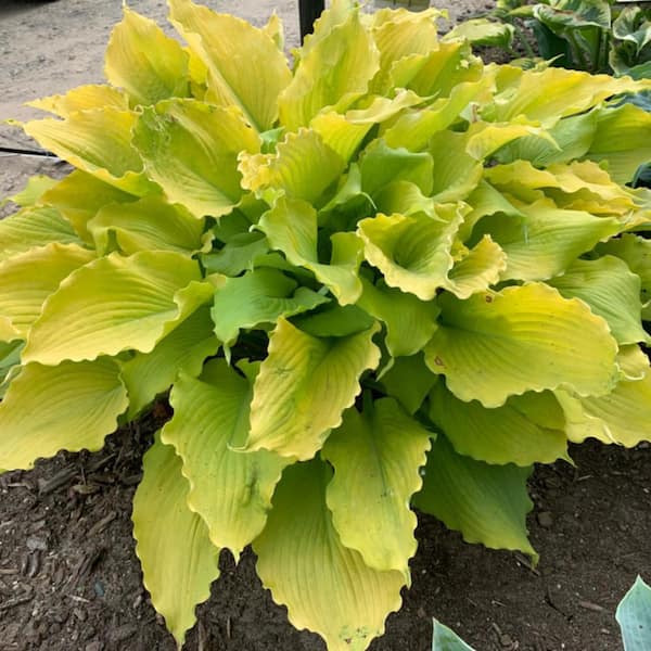 0.65 Gal. Shadowland Echo the Sun Hosta (Hosta Hybrid) Live Perennial Plant with Chartreuse Yellow Foliage