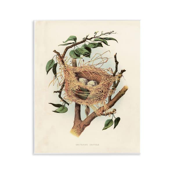 Stupell Industries Eggs in Birdnest Study by Tina Higgins Designs, Inc. Unframed Nature Graphic Art Print 14 in. x 11 in.