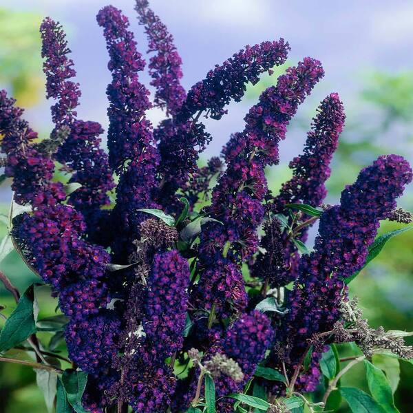 蒼*夢様 フラワーパニエ　ベースブラック×花ダークパープル　45cm Black Knight Butterfly Bush - 3 Gallon - PlantingTree