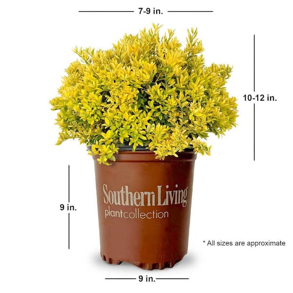 SOUTHERN LIVING 1.5 Gal. Touch of Gold Holly (Ilex Crenata