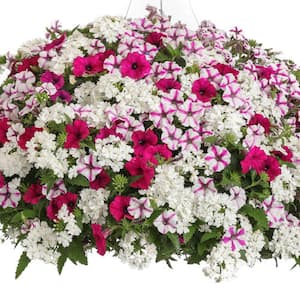 12 in. Blind Love Supertunia and Superbena Combo Annual Live Plant in Hanging Basket