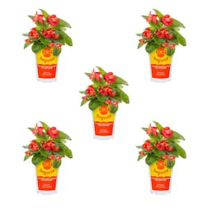 1 Qt. Big Begonia Red with Green Leaf Annual Plant (5-Pack)