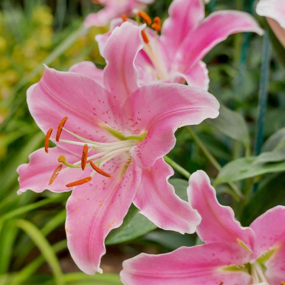national PLANT NETWORK Lily Sunny Camino Oriental Bulbs (5-Pack