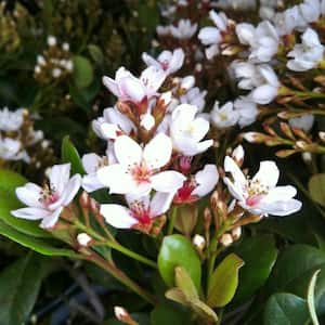 2.5 Qt. Snow White Indian Hawthorn, Live Evergreen Shrub, White Blooms