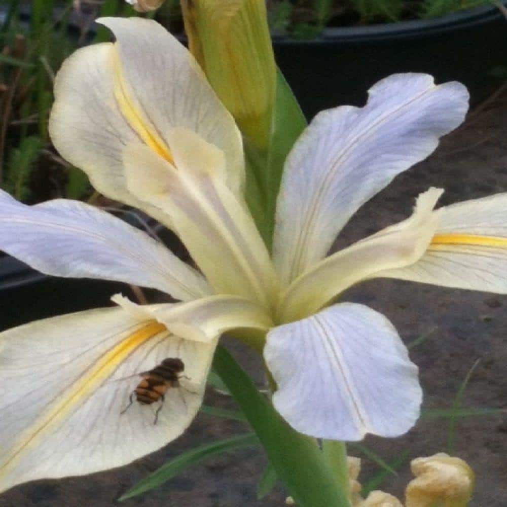 4 in. Potted Louisiana Iris - Lavender Sunrise Aquatic Bog/Marginal Pond Plant price history on PriceWatchPro