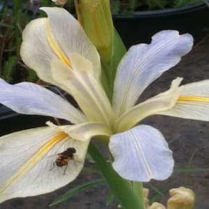 4 in. Potted Louisiana Iris - Lavender Sunrise Aquatic Bog/Marginal Pond Plant