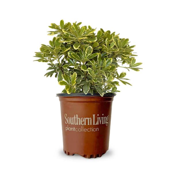 SOUTHERN LIVING 2.5 Qt. Mojo Pittosporum, Live Dwarf Evergreen Shrub, Green and White Variegated Foliage