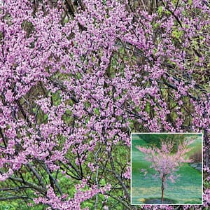 Redbud Cercis Tree, Live Bareroot Tree in Pink Flowers (1-Pack)