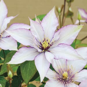 4 in. Pot Samaritan Jo Clematis, Live Deciduous Plant, Pink and Purple Flowering Perennial Vine (1-Pack)