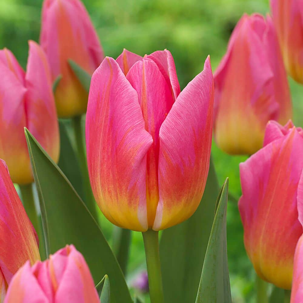 11/12 cm, Tom Pouce Triumph Tulip Flower Bulbs (Bag of 25) price history on PriceWatchPro