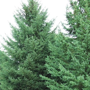 2.5 Qt. White Spruce (Picea), Live Evergreen Shrub, Green Foliage (1-Pack)