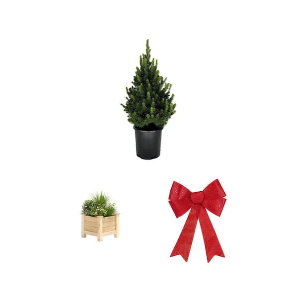 LED Lighted Burlap Christmas Bow, Dwarf Spruce Tree and Cedar Raised Garden Bed Combo