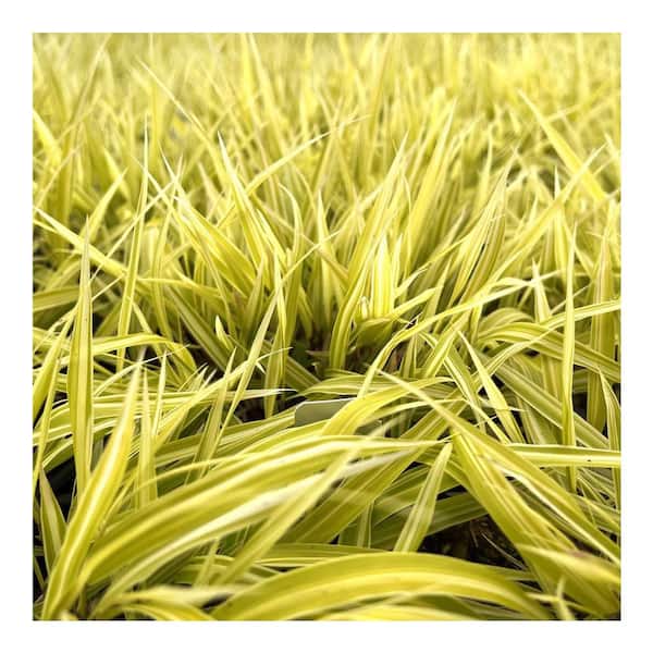Online Orchards 1 gal. Lemon Zest Japanese Forest Grass – Bright