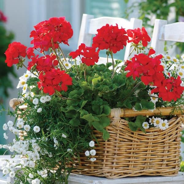 1 Qt. Red Geranium Plant