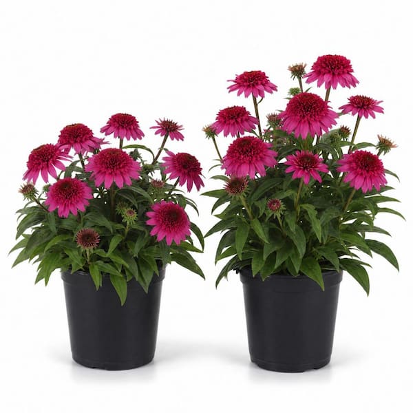 1 gal. Watermelon Coneflower Plant – Vibrant Pink Echinacea Flowering Perennial (2-Pack)