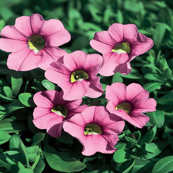 ALTMAN PLANTS 1.71-Pint Pink Calibrachoa Plant