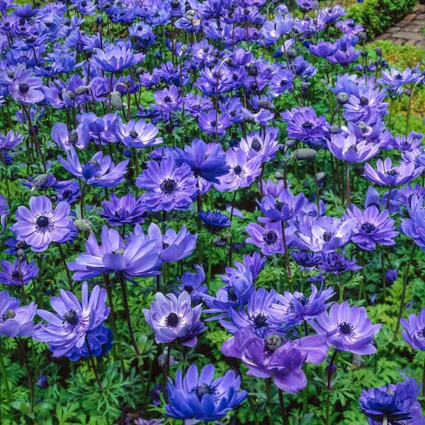 Spring Hill Nurseries Lord Lieutenant Anemone, Dormant Bulbs that bloom with blue flowers (10-Pack)