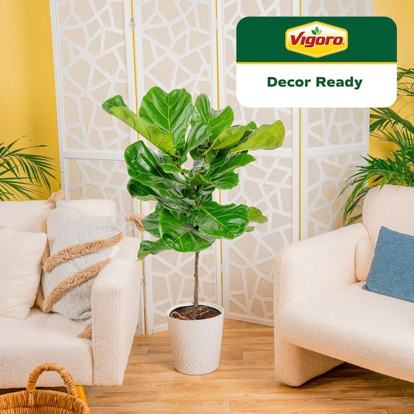 Ficus Lyrata Fiddle Leaf Fig Indoor Plant in 10 in. Decor White Container, Avg. Shipping Height 3-4 ft. Tall