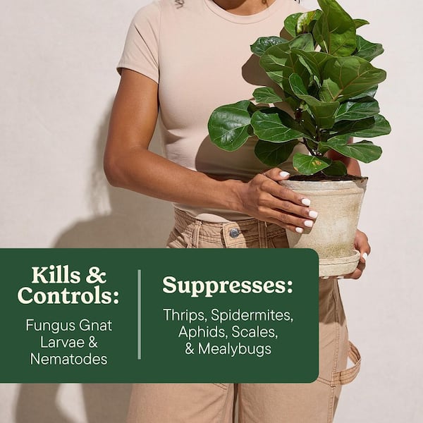 Miracle-Gro Plant Care Gnat Control Plus Plant Food, For Indoor Plants,  Houseplants, Vegetables, and Herbs (4 Packets) 3064304 - The Home Depot