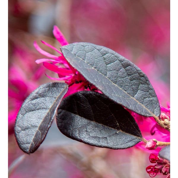 SOUTHERN LIVING 3 Gal. Purple Diamond Loropetalum, Evergreen Shrub