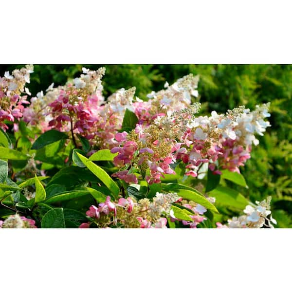 Hydrangea paniculata Berry White®