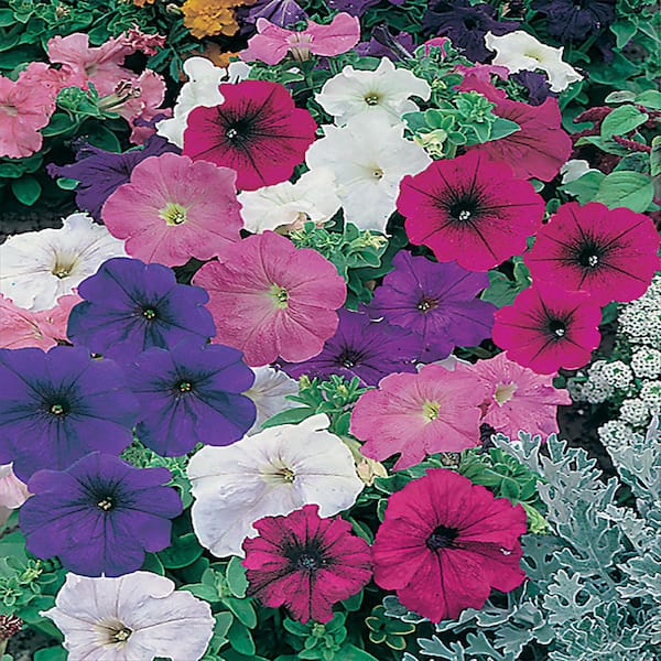 Unbranded 10 in. Mixed Petunia Plant (12-Pack)