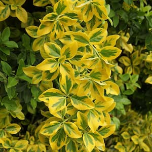 2.25 Gal. Euonymus Golden Flowering Shrub with White Blooms