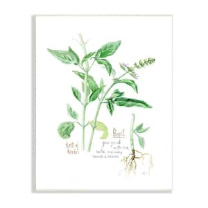 Basil Plant Herbs Watercolor Garden Green by Verbrugge Watercolor Unframed Print Nature Wall Art 13 in. x 19 in.