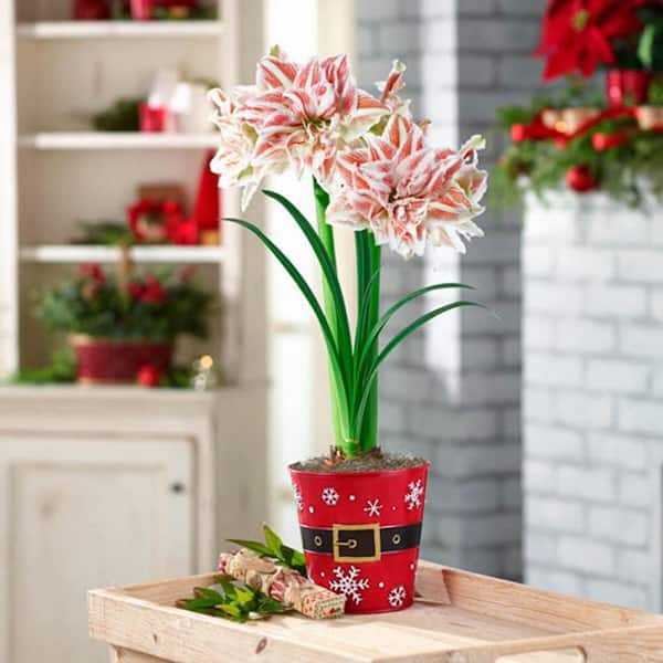 Gardens Alive! Dancing Queen Pink and White Flowering Amaryllis (Hippaestrum) Bulb Holiday Gift Kit, Planted in a Decorative 6 in. Pot