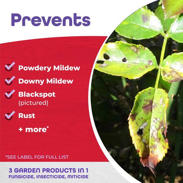 Rose Clear Bonide Rose Rx Multi-Purpose Fungicide, Insecticide And ...