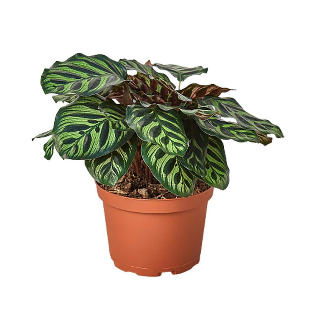 Makoyana Calathea Plant in 6 in. Grower Pot 6_CALATHEA_MAKOYANA - The ...