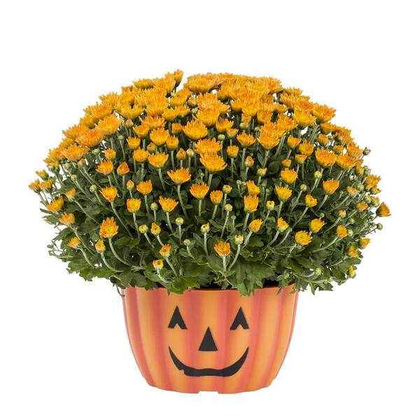 METROLINA GREENHOUSES 1 Gal. Orange Mum Chrysanthemum Mumkin Planter ...