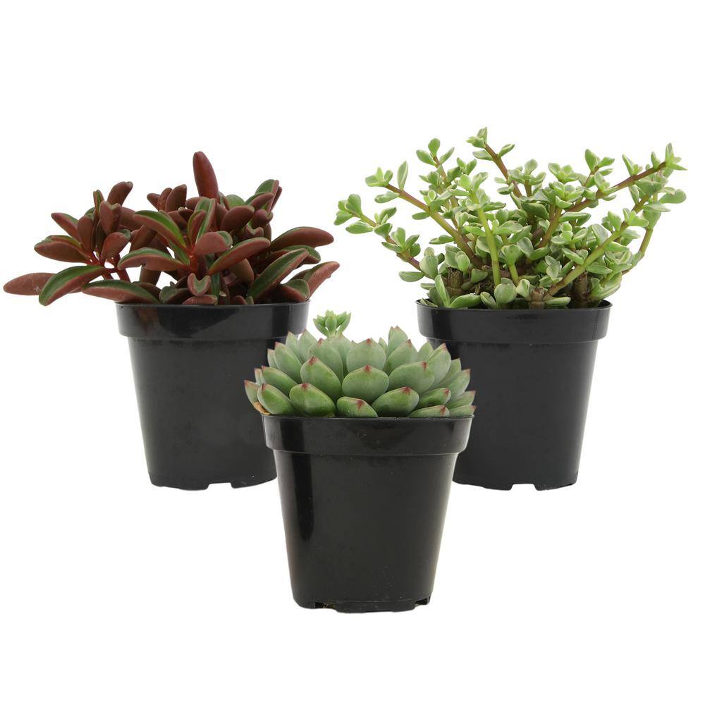 Pet-Safe Assorted Succulents in Black 3.5 Inch Pots (3-Pack)