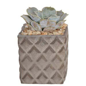 Grower's Choice Echeveria Indoor Succulent Plant in 2.5 in. Two-Tone Ceramic Planter, Avg. Shipping Height 3 in. Tall