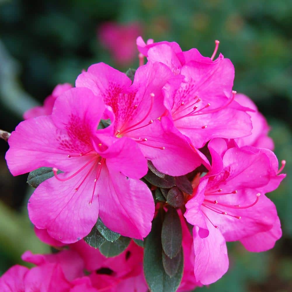 2.5 Quart Azalea Judge Solomon Flowering Shrub with Pink Flowers
