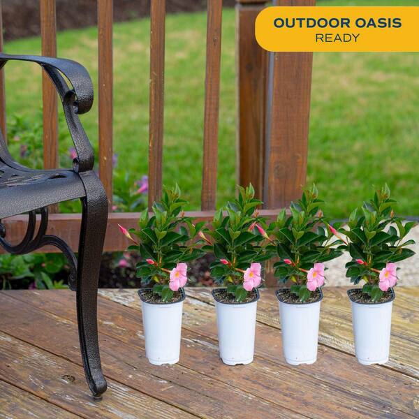 Costa Farms Pink Premium Mandevilla Outdoor Plant in 1.5 pt