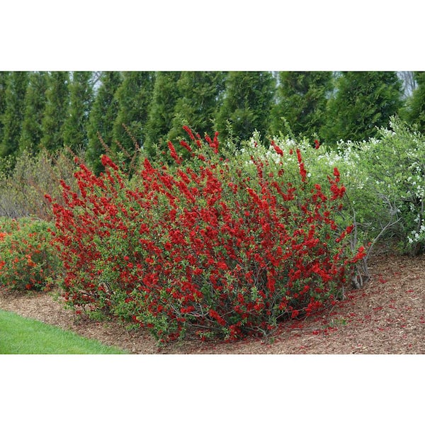 PROVEN WINNERS 2 gal. Double Take Scarlet Quince (Chaenomeles