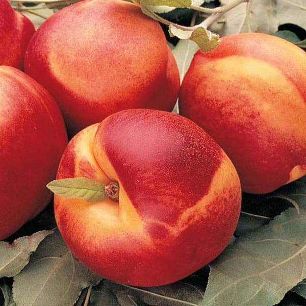 Gurney's Mericrest Nectarine Prunus Live Fruiting Bareroot Tree (1-Pack ...