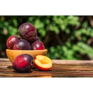 Plumcot Tree - Sweet Plum-Apricot Hybrid Fruit (3 ft.)