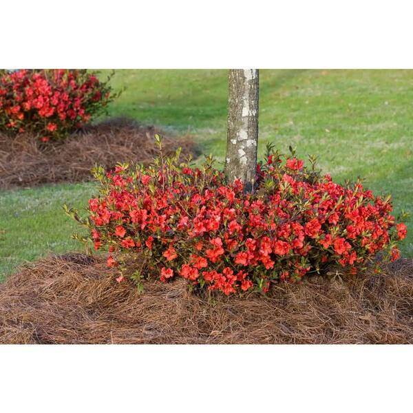 ENCORE AZALEA 2 Gal. Autumn Embers Azalea Shrub with Reblooming